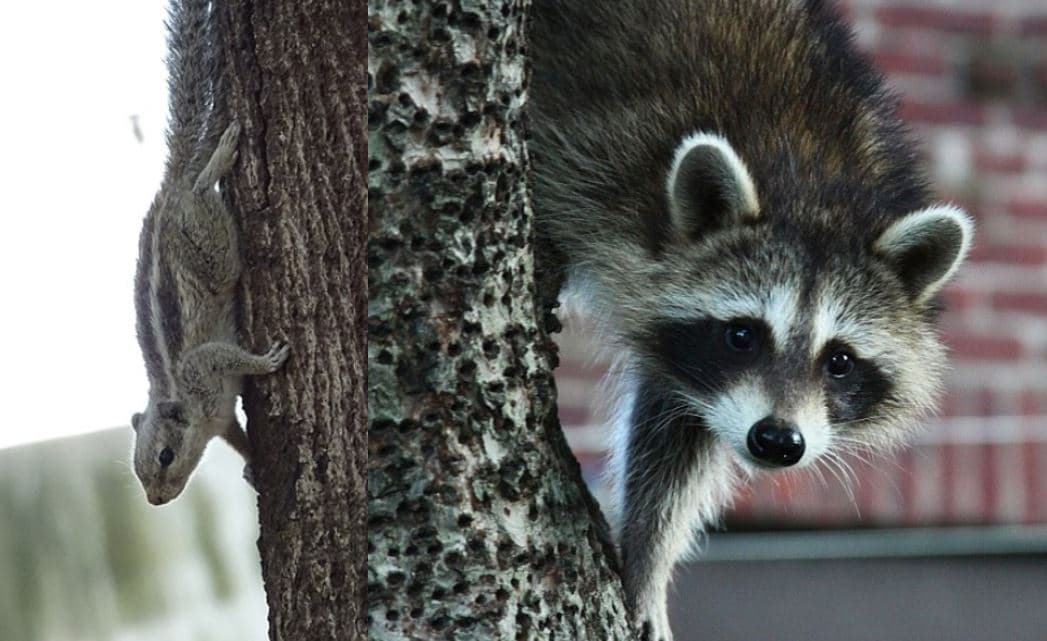 2020-01-HW-Squirrel-Raccoons