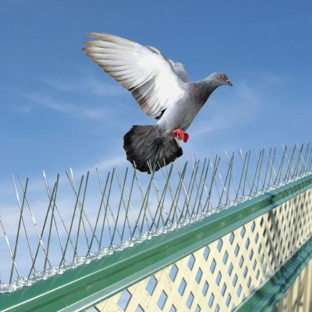 pigeon-control