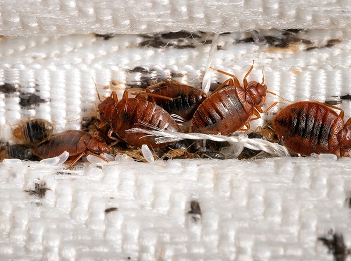 Bed Bugs Pest Control
