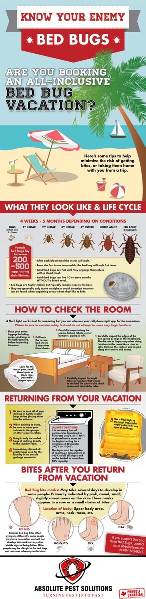 Bed Bugs -Absolute Pest Solutions