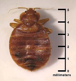 BedBugwithMeasure - Absolute Pest Solutions