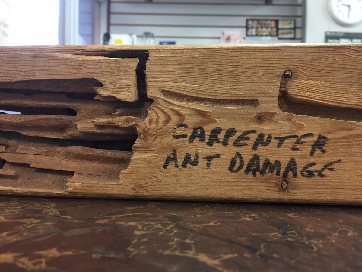 Carpenter Ants -Absolute Pest Solutions