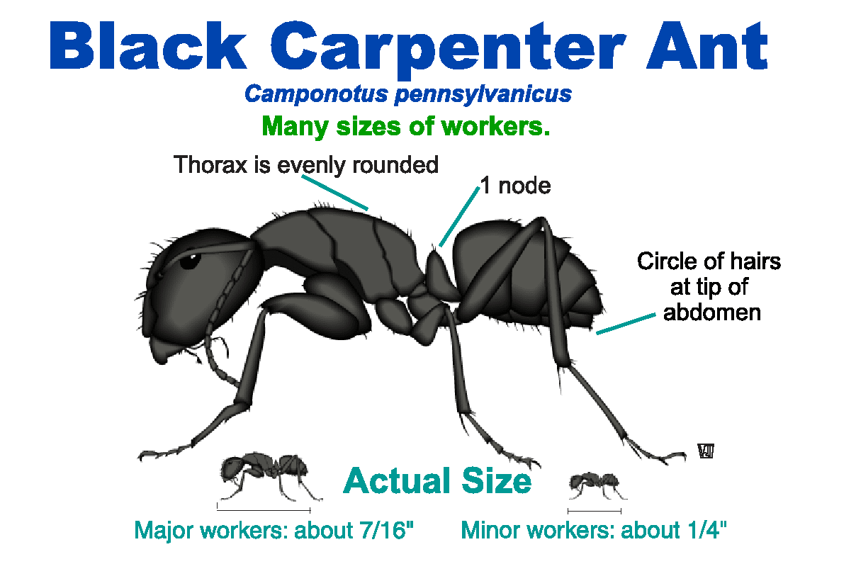 Carpenter Ants - Absolute Pest Solutions