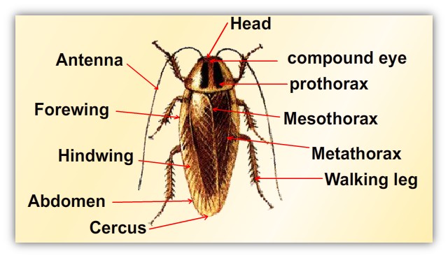 Cockroach Biology