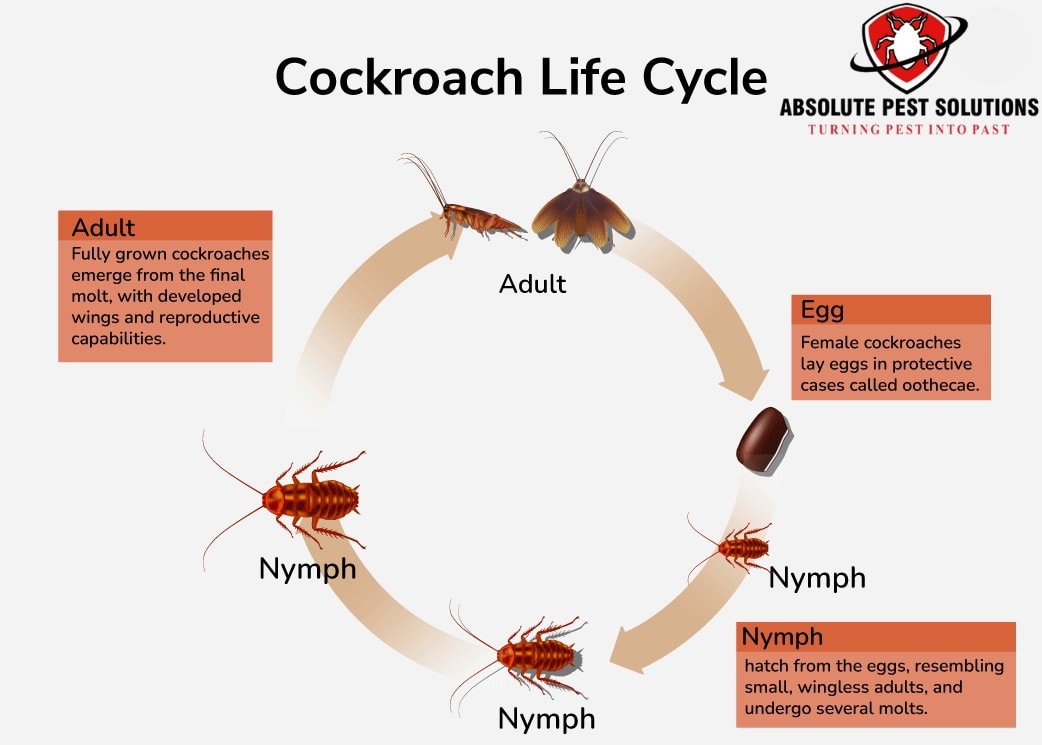 Cockroaches Biology 2