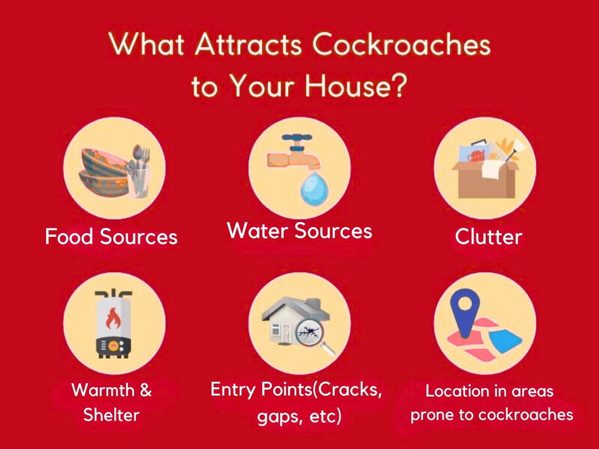 Cockroaches Info - Absolute Pest Solutions