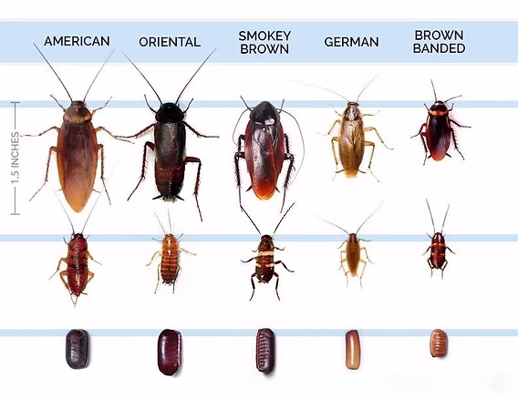 Cockroaches Types