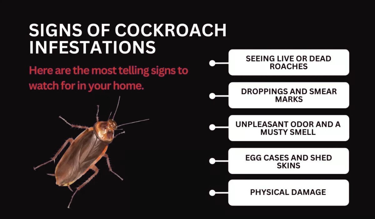 Cockroaches infomation 2