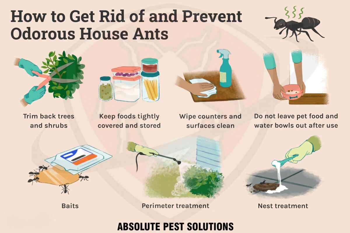 Odorous House Ants - Prevention