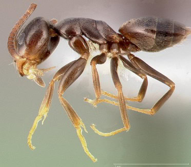 Odorous House Ants