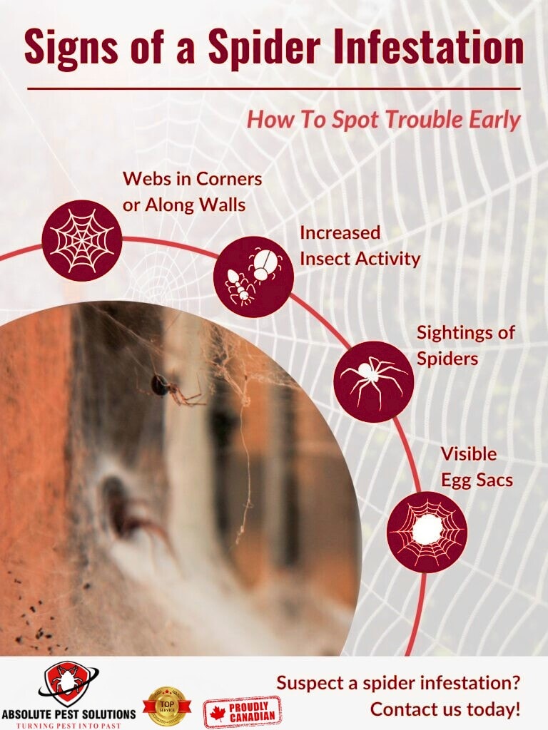 Signs Of Spiders