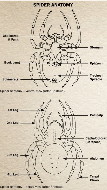 Spider Anatomy - Absolute Pest Solutions