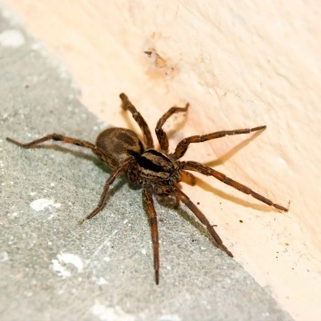 Spider-Control-in-Lower Mainland