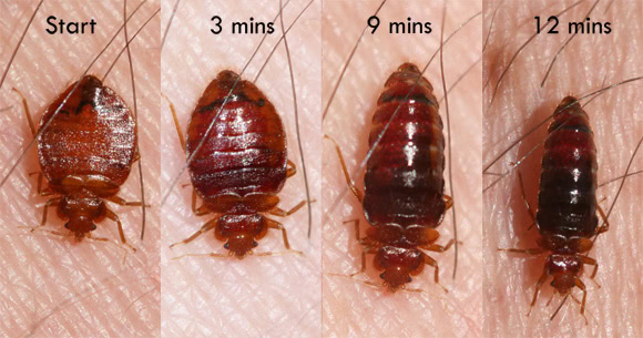 bed-bug-feeding-