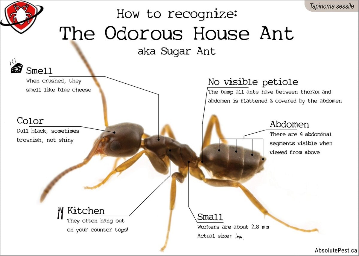 how-to-recognize-Odorous House Ants - Absolute Pest Solutions