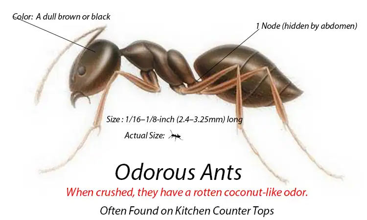odorous_house_ant_ absolute pest solutions