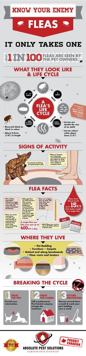 Flea Infographic