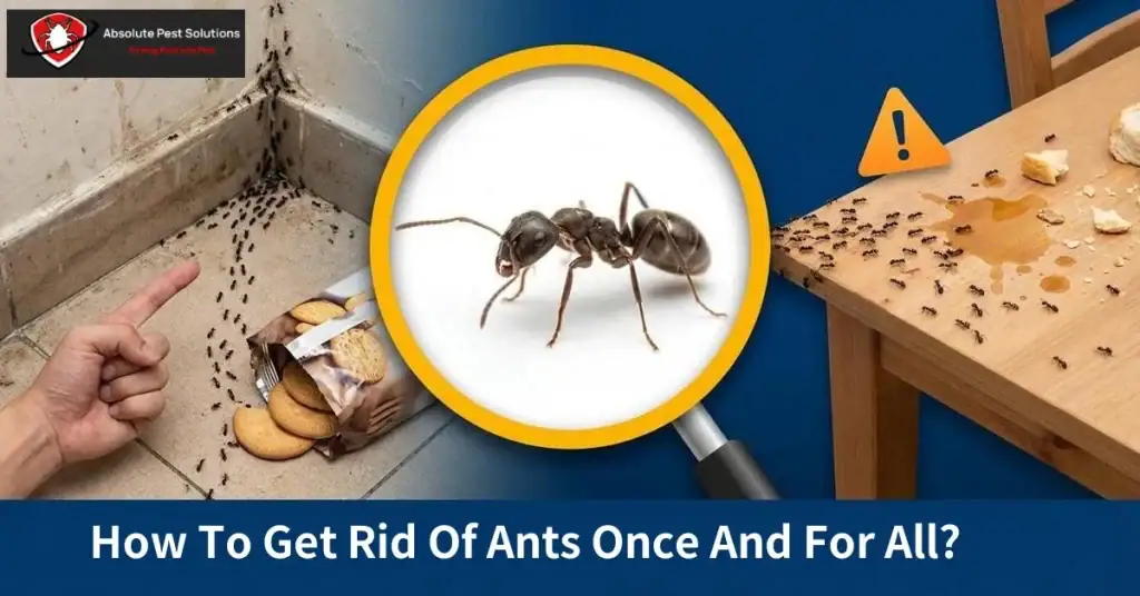 Ant Pest Control Servicess
